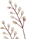 flowers image